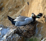 Spotted shag | Kawau tikitiki. Pair copulating. Matiu/Somes Island, June 2010. Image © Peter Reese by Peter Reese.