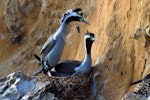 Spotted shag | Kawau tikitiki. Pair post copulation. Matiu/Somes Island, June 2010. Image © Peter Reese by Peter Reese.