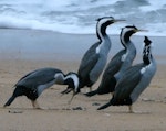 Spotted shag | Kawau tikitiki. Regurgitating small stones. Tata Beach, Golden Bay, June 2011. Image © Joke Baars by Joke Baars.