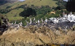 Spotted shag | Kawau tikitiki. Birds at breeding colony. Akaroa Harbour, January 2005. Image © Terry Greene by Terry Greene.