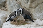 Spotted shag | Kawau tikitiki. Breeding pair building nest. Taiaroa Head, September 2011. Image © Glenda Rees by Glenda Rees.