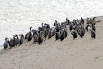 Spotted shag | Kawau tikitiki. Flock roosting on beach. Ashley estuary, Canterbury, September 2012. Image © Peter Reese by Peter Reese.