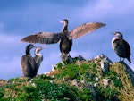 Spotted shag | Kawau tikitiki. Rear view of adult drying wings. Kaikoura coast, October 1995. Image © Albert Aanensen by Albert Aanensen.