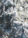 Spotted shag | Kawau tikitiki. Immatures and adults roosting. Matiu/Somes Island, Wellington Harbour, October 2010. Image © Alan Tennyson by Alan Tennyson.