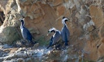 Spotted shag | Kawau tikitiki. Three birds in breeding plumage. Matiu/Somes Island, June 2010. Image © Peter Reese by Peter Reese.