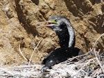 Spotted shag | Kawau tikitiki. Adult on nest. Mokopuna Island, Wellington Harbour, October 2010. Image © Alan Tennyson by Alan Tennyson.