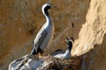 Spotted shag | Kawau tikitiki. Pair at nest site. Matiu/Somes Island, June 2010. Image © Peter Reese by Peter Reese.