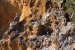 Spotted shag | Kawau tikitiki. Nesting colony on cliff. Matiu/Somes Island, June 2010. Image © Peter Reese by Peter Reese.