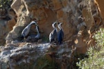 Spotted shag | Kawau tikitiki. Two pairs in breeding plumage at nests. Matiu/Somes Island, June 2010. Image © Peter Reese by Peter Reese.