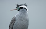 Spotted shag | Kawau tikitiki. Close-up of adult. Kaikoura, August 2011. Image © Philip Griffin by Philip Griffin.