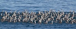 Spotted shag | Kawau tikitiki. Flock feeding at sea. Tasman Bay, Nelson, August 2014. Image © Rebecca Bowater by Rebecca Bowater FPSNZ AFIAP.