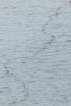 Spotted shag | Kawau tikitiki. Flock in flight. Nugget Point, Catlins, March 2023. Image © Glenn Pure by Glenn Pure.