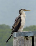 Darter. Adult female. Cairns, Queensland, Australia, July 2013. Image © Alan Tennyson by Alan Tennyson.