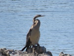 Darter. Adult female. Rockingham wetlands, Western Australia, February 2015. Image © Steve Mansfield by Steve Mansfield.