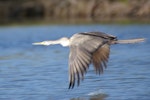 Darter. Female in flight. Causeway, Kinka Beach, Queensland. Image © Noel Knight by Noel Knight.