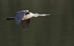 Darter. Adult female in flight. Lakewood Nature Reserve, Knoxfield, Victoria, July 2018. Image © Ian Wilson 2018 birdlifephotography.org.au by Ian Wilson.