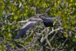 Darter. Female in flight. Causeway, Kinka Beach, Queensland. Image © Noel Knight by Noel Knight.