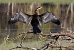 Darter. Drying wings. Townsville, Australia, June 2012. Image © Rebecca Bowater FPSNZ by Rebecca Bowater FPSNZ.