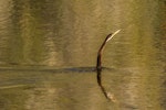 Darter. Adult male swimming. Gladstone, Queensland, July 2018. Image © Bruce McNaughton 2018 birdlifephotography.org.au by Bruce McNaughton.