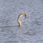 Darter. Adult female swimming with impaled fish. Jerrabomberra Wetlands, Australian Capital Territory, June 2020. Image © Graham Gall 2020 birdlifephotography.org.au by Graham Gall.