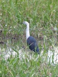 Pacific heron. Adult. Mareeba Wetlands, Queensland, Australia, July 2013. Image © Alan Tennyson by Alan Tennyson.