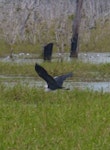 Pacific heron. Adult in flight. Mareeba Wetlands, Queensland, Australia, July 2013. Image © Alan Tennyson by Alan Tennyson.