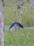 Pacific heron. Adult in flight. Mareeba Wetlands, Queensland, Australia, July 2013. Image © Alan Tennyson by Alan Tennyson.