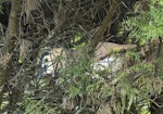 Nankeen night heron | Umu kōtuku. Adult on nest during incubation. Upokongaro, Whanganui, February 2023. Image © Paul Gibson by Paul Gibson.