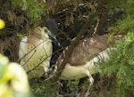 Nankeen night heron | Umu kōtuku. Adults changing over at a nest. Upokongaro, Whanganui, February 2023. Image © Paul Gibson by Paul Gibson.