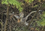 Nankeen night heron | Umu kōtuku. Chick in nest (3 weeks old). Upokongaro, Whanganui, March 2023. Image © Paul Gibson by Paul Gibson.