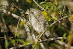 Nankeen night heron | Umu kōtuku. Juvenile. Wanganui, May 2012. Image © Duncan Watson by Duncan Watson.