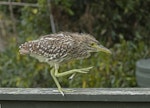 Nankeen night heron | Umu kōtuku. Chick (5–7 weeks old). Upokongaro, Whanganui, April 2023. Image © Paul Gibson by Paul Gibson.