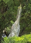 Nankeen night heron | Umu kōtuku. Chick (5–7 weeks old). Upokongaro, Whanganui, April 2023. Image © Paul Gibson by Paul Gibson.