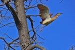 Nankeen night heron | Umu kōtuku. Adult taking off from perch. Kauarapaoa Stream, Whanganui, October 2010. Image © Peter Frost by Peter Frost.