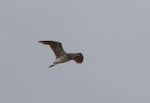 Nankeen night heron | Umu kōtuku. Immature. Lower Wairau, Blenheim, March 2012. Image © Will Parsons by Will Parsons.