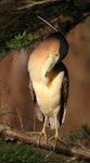 Nankeen night heron | Umu kōtuku. Adult preening. Wanganui, July 2013. Image © Ormond Torr by Ormond Torr.