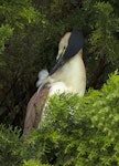 Nankeen night heron | Umu kōtuku. Adult preening. Upokongaro, Whanganui, February 2023. Image © Paul Gibson by Paul Gibson.