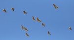 Nankeen night heron | Umu kōtuku. Flock in flight (mixed ages). Tauwitcherie, Murray River Mouth, South Australia, April 2015. Image © John Fennell by John Fennell.