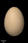 Australasian bittern | Matuku-hūrepo. Egg 54.6 x 38.7 mm (NMNZ OR.002180, collected by Charles Fleming). Lake Selfe, Canterbury, January 1937. Image © Te Papa by Jean-Claude Stahl.