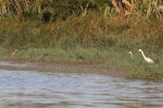 Australasian bittern | Matuku-hūrepo. Three adults foraging alongside a white-faced heron and a white heron. Waitangi wetland, Hawke's Bay, March 2015. Image © Adam Clarke by Adam Clarke.