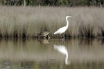 Australasian bittern | Matuku-hūrepo. Adult feeding alongside white heron at edge of reeds. Okarito Lagoon, April 2014. Image © Eddie van Uden by Eddie van Uden.