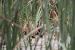 Australasian bittern | Matuku-hūrepo. Adult hidden among raupo (centre of image). Waitangi wetland, Hawke's Bay, March 2015. Image © Adam Clarke by Adam Clarke.