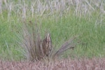 Australasian bittern | Matuku-hūrepo. Adult concealing itself in a clump of sedge. Pukorokoro/Miranda, August 2022. Image © Tony Whitehead by Tony Whitehead.