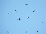 Black kite. Soaring flock. Adel's Grove, Queensland, Australia, June 2008. Image © Alan Tennyson by Alan Tennyson.