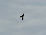 Black kite. Dorsal flight silhouette showing tail open. Renwick, January 2013. Image © Alan Tennyson by Alan Tennyson.