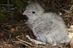 New Zealand falcon | Kārearea. Male chick in nest scrape. Wellington, September 2011. Image © Steve Attwood by Steve Attwood.