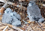 New Zealand falcon | Kārearea. Chicks on nest scrape. Kaingaroa Forest, near Rotorua, December 2007. Image © Suzi Phillips by Suzi Phillips.