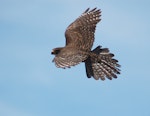 New Zealand falcon | Kārearea. Female in flight. Kaingaroa Forest, near Rotorua, December 2007. Image © Suzi Phillips by Suzi Phillips.