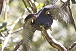 New Zealand falcon | Kārearea. Female swooping to attack. Wellington, July 2011. Image © Steve Attwood by Steve Attwood.