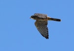 New Zealand falcon | Kārearea. Adult in flight. Tasman district, March 2013. Image © Rob Lynch by Rob Lynch.